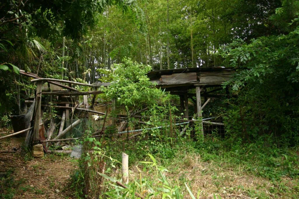 維持管理が難しくなり庭の草木が伸び始めた遠距離実家