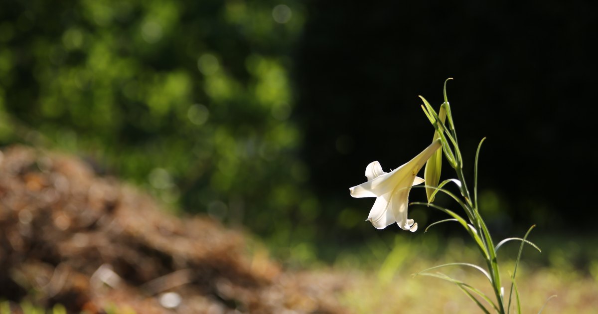 実家放置のペナルティと回避策